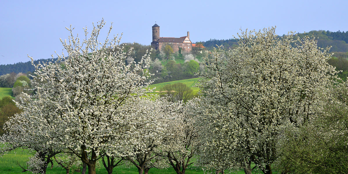 Kirschblüte an der Burg Ludwigstein (Foto: Greim)